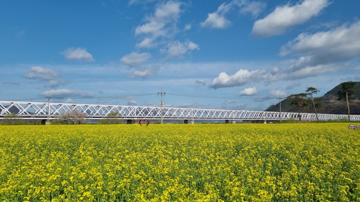 레일파크에 핀 유채꽃. / 김해 낙동강레일파크 공식 홈페이지