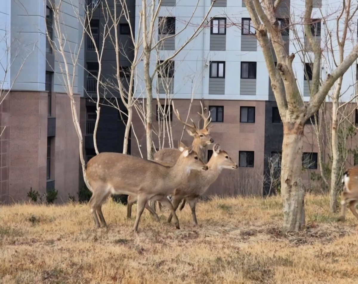 도심에서 포착된 야생 사슴 / 뉴스1