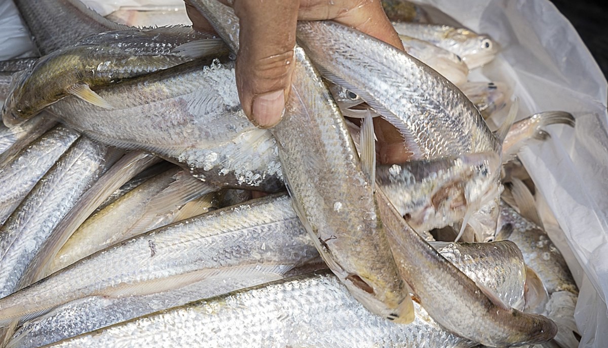 웅어 모습. 기사 이해를 돕기 위한 자료 사진  / 연합뉴스