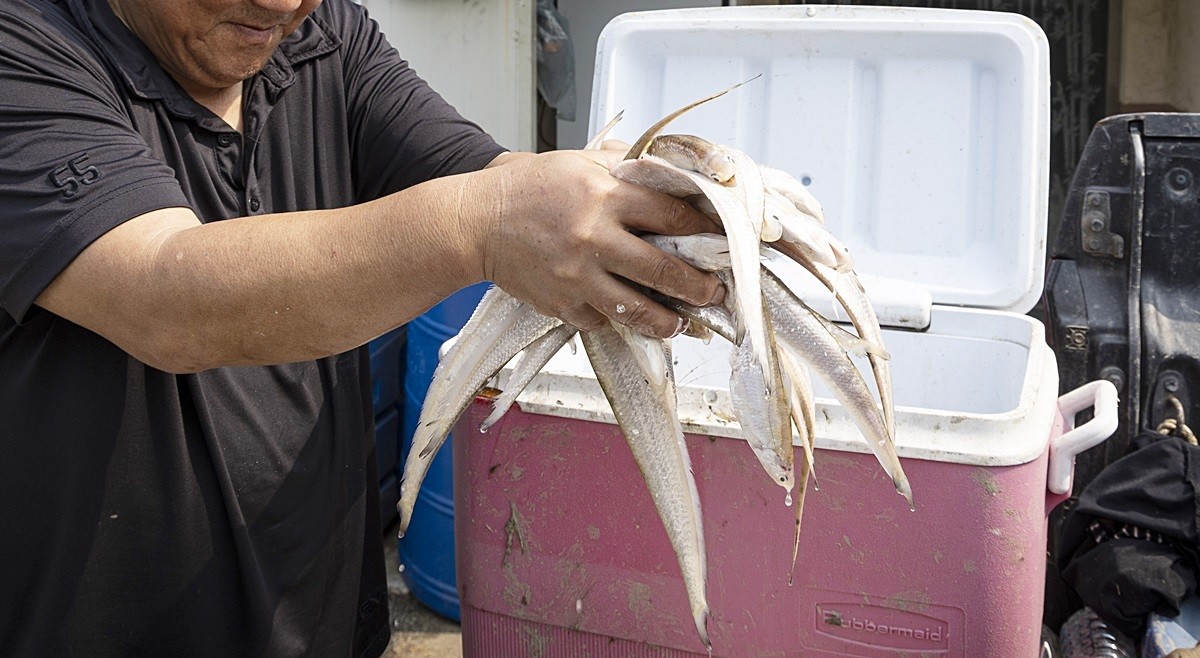 한 어민이 잡아온 웅어를 옮기고 있다. 기사 이해를 돕기 위한 자료 사진 / 연합뉴스
