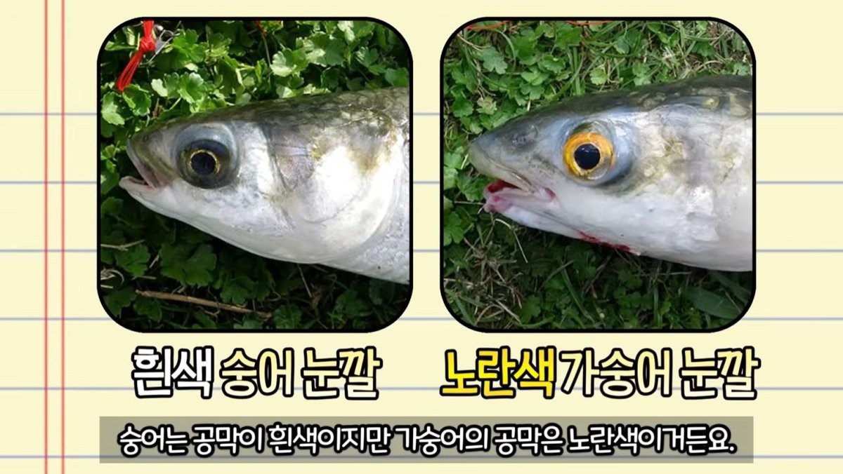 숭어와 가숭어의 차이. / 유튜브 '생선선생 미스터S'