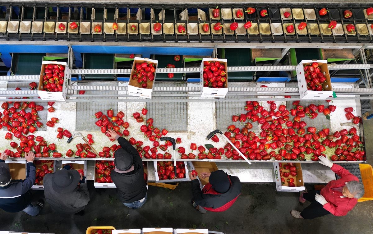 파프리카 선별 작업 모습. 기사 이해를 돕기 위한 자료 사진. 기사 내용과 직접적인 관련은 없습니다. / 연합뉴스