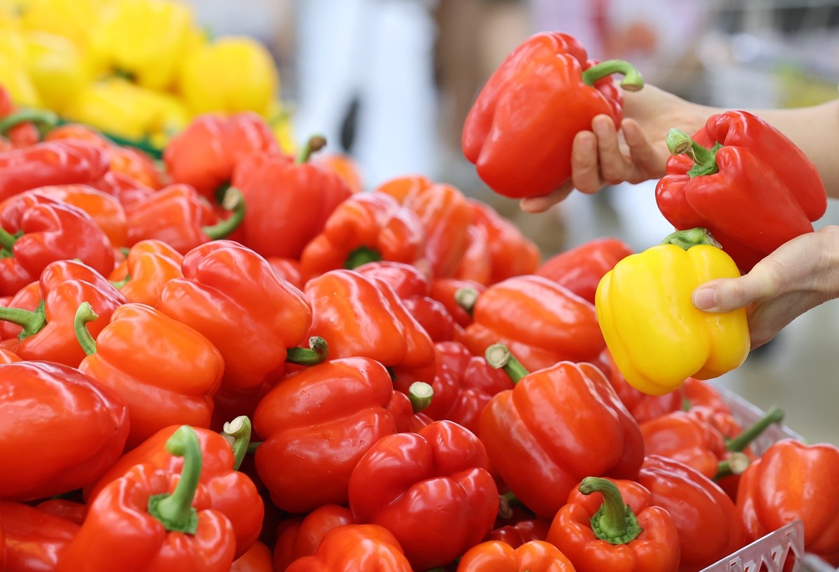 파프리카 모습. 기사 이해를 돕기 위한 자료 사진. 경남 창원시는 올해 파프리카 출하를 시작했다고 21일 밝혔다. 창원 파프리카는 지난해 기준 2428톤, 916만 7000달러 상당의 수출 실적을 거뒀다. / 연합뉴스