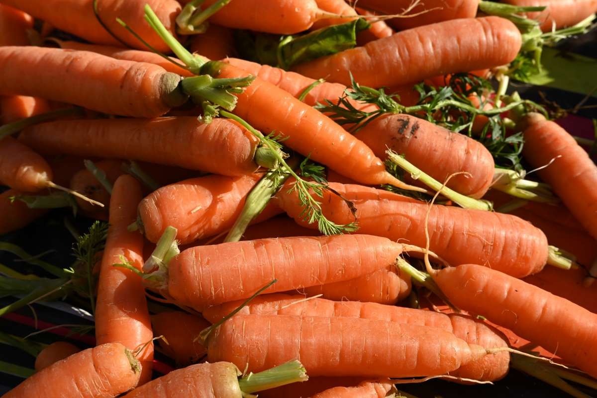 당근. / Simun Galic-shutterstock.com