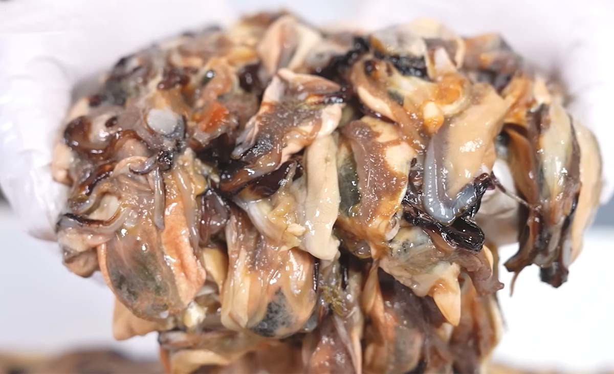 흔히 홍합이라고 부르는 지중해담치(진주담치)의 살. / '입질의추억TV' 유튜브