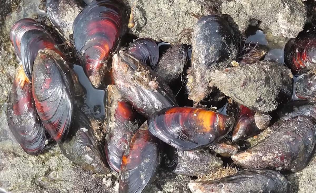 참홍합. / '입질의추억TV' 유튜브