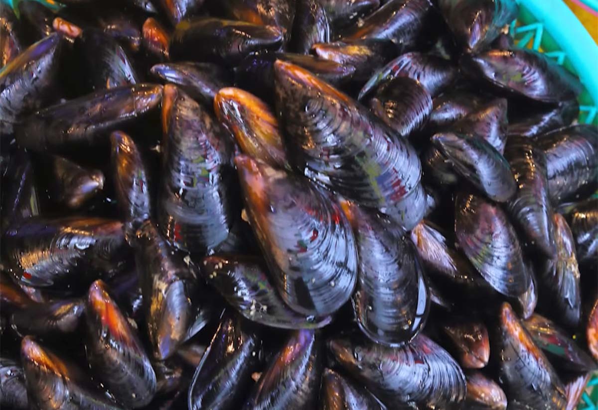 지중해담치(진주담치)  / '입질의추억TV' 유튜브