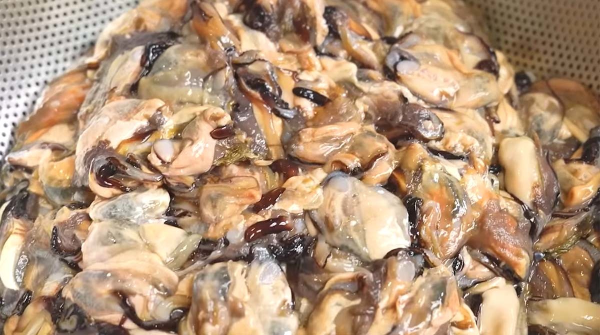 흔히 홍합이라고 부르는 지중해담치(진주담치)의 살. / '입질의추억TV' 유튜브