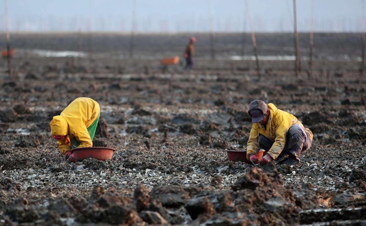 싱싱한 자연산 굴 수확하는 어민들 / 전남 강진군 제공, 뉴스1