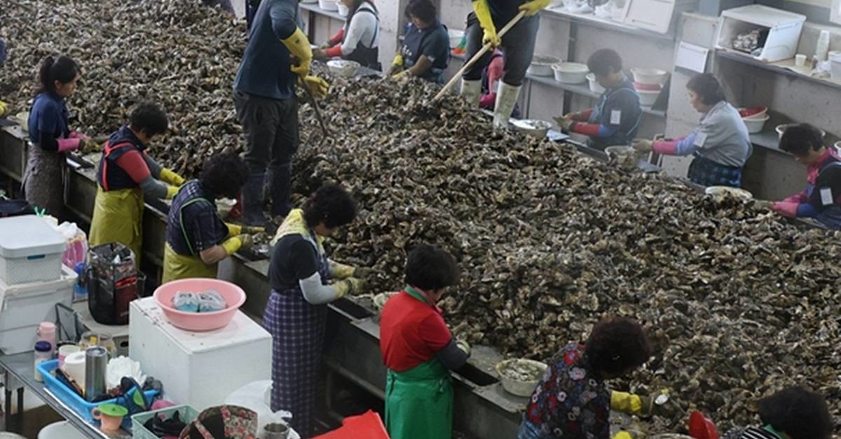굴 까기 공장. 기사 이해를 돕기 위한 자료 사진 / 연합뉴스
