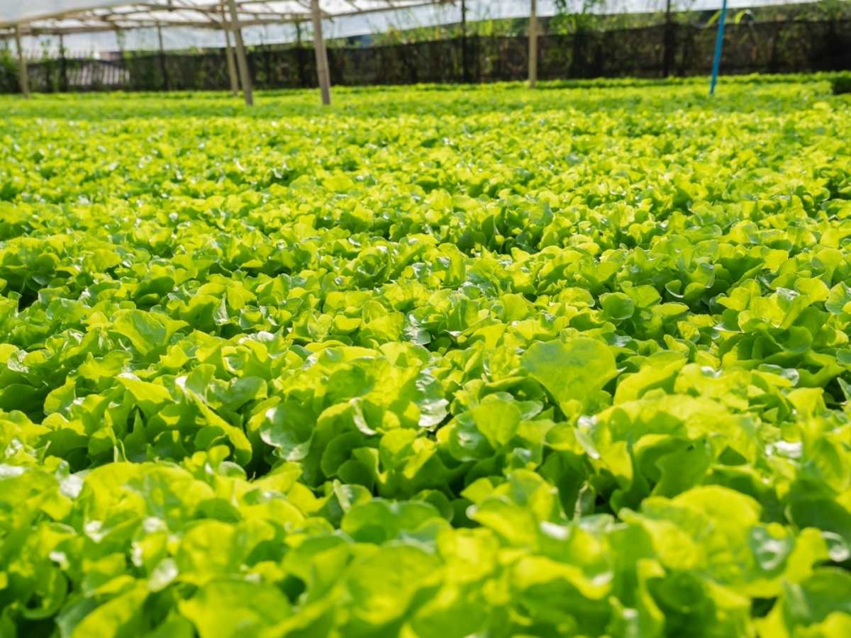 양상추 자료사진 / KorArkaR-shutterstock.com