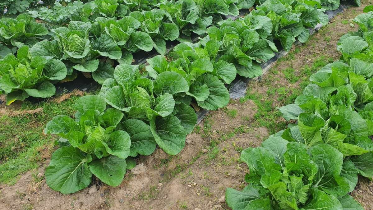 양상추 자료사진 / Lani Rhaonjena-shutterstock.com