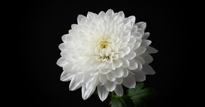 기사의 이해를 돕기 위한 AI 생성 이미지