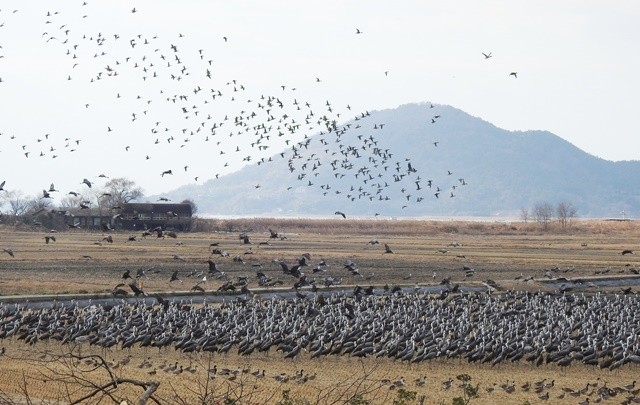 순천만 흑두루미