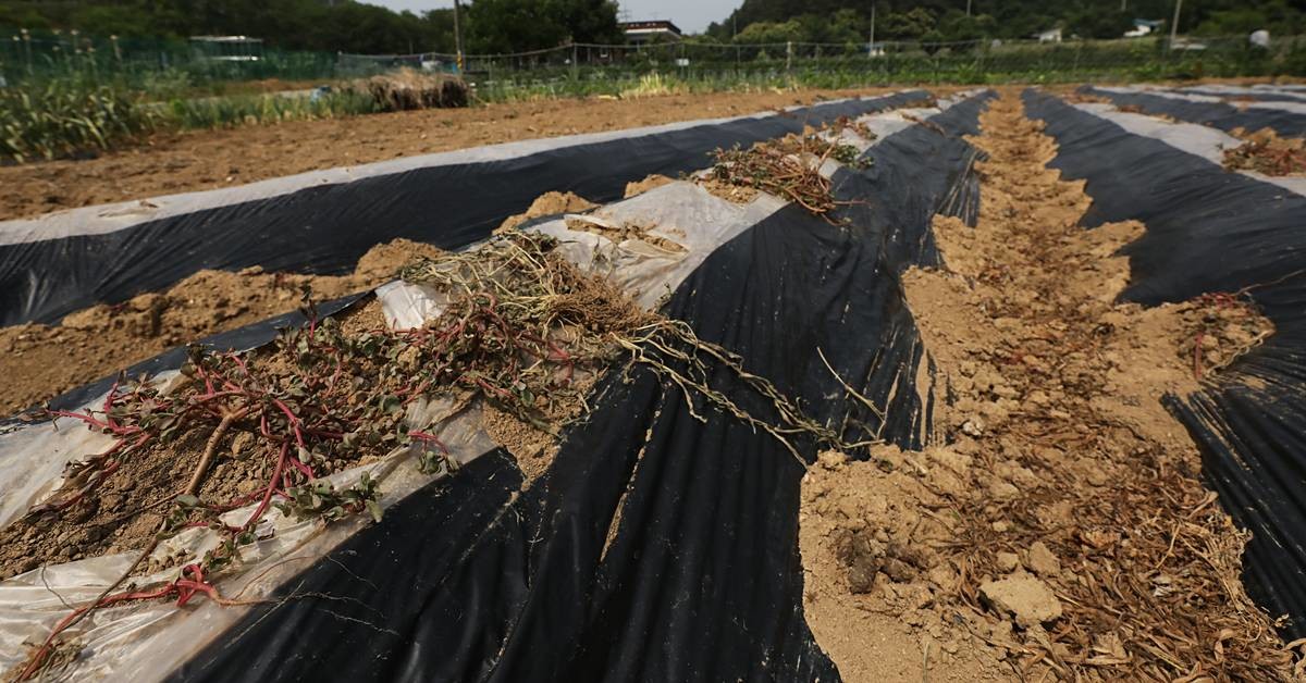 가뭄으로 수확 포기한 감자밭 / 뉴스1