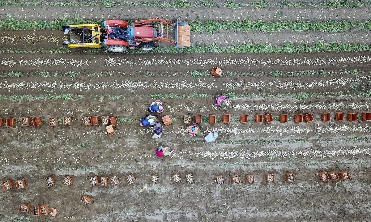 감자 수확 / 뉴스1