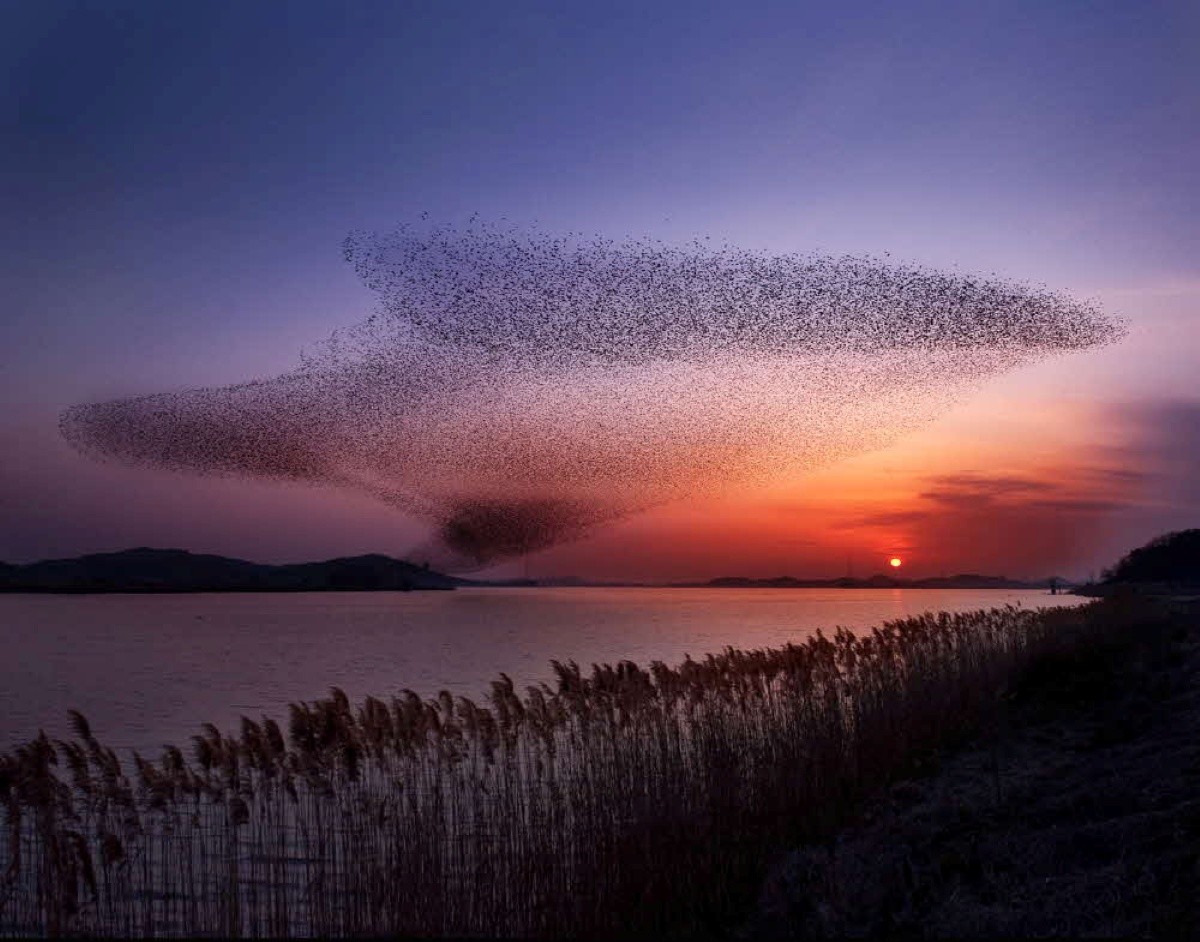 금강호 일원 가창오리의 비행 / 서천군