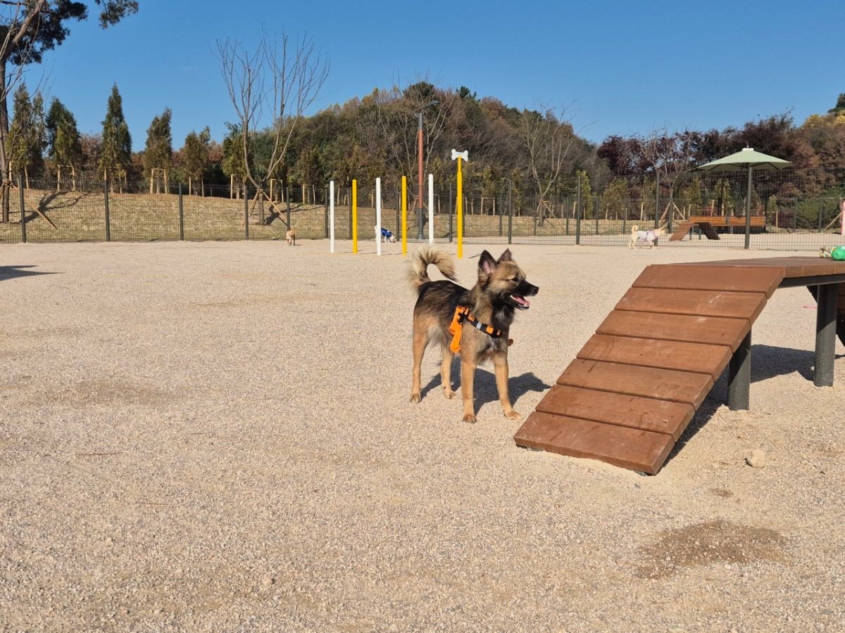 반려동물 놀이터 개장 / 홍성군 제공