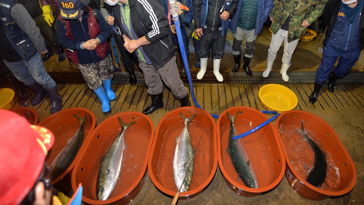시작된 대방어 경매 / 뉴스1
