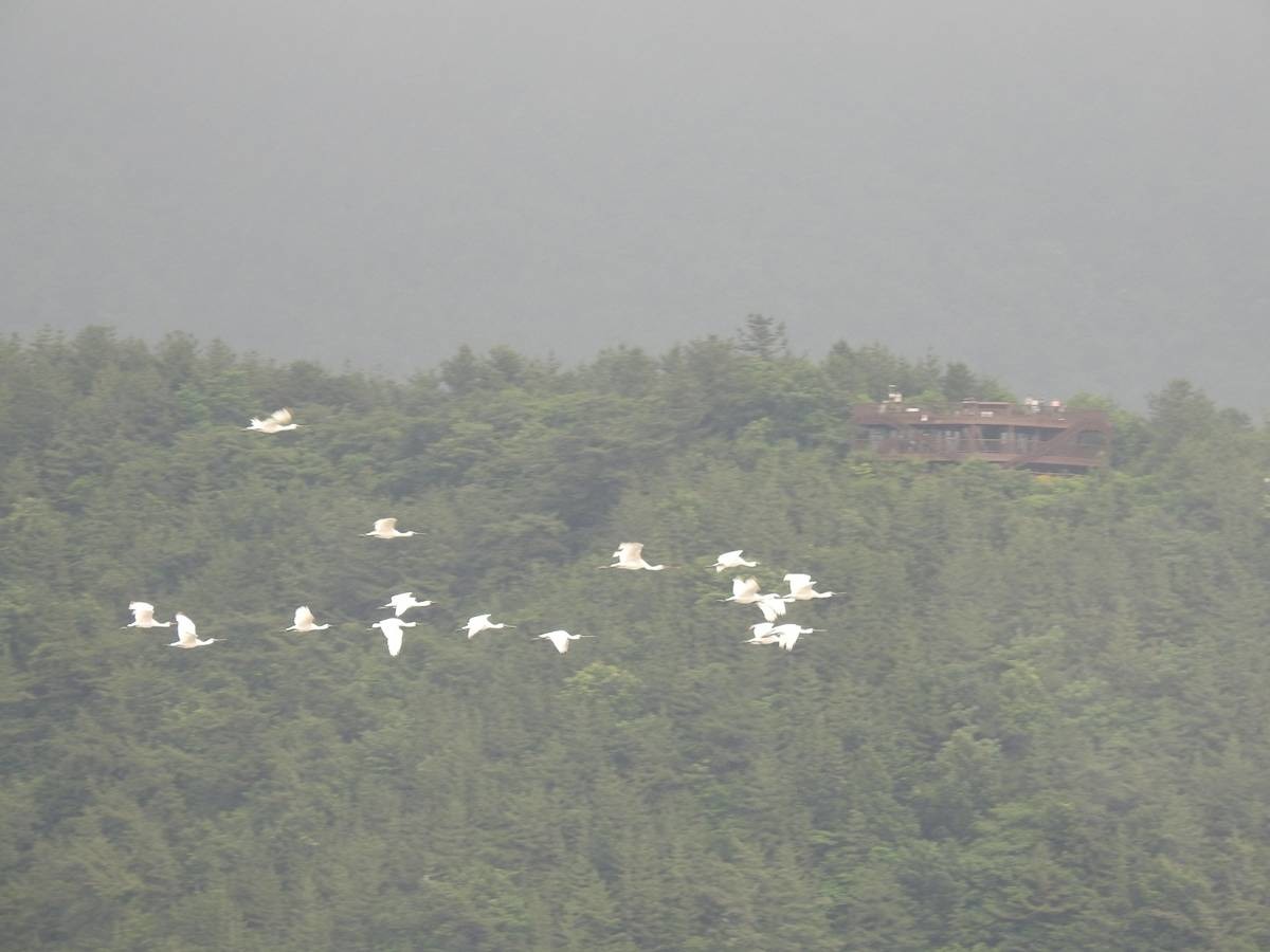 천연기념물 205-1호 멸종위기종 저어새 / 순천시 제공, 뉴스1