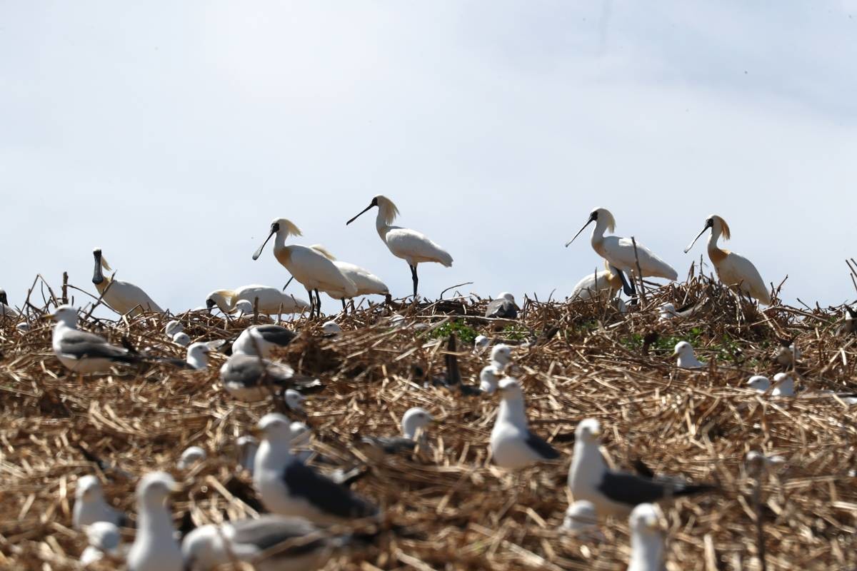 저어새 서식 / 옹진군청 제공, 뉴스1