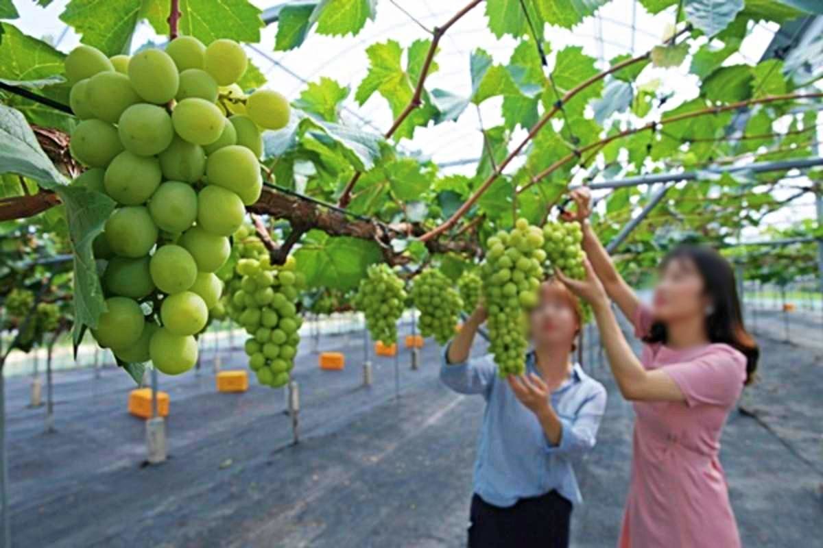 영동 샤인머스캣. 자료사진. / 영동군 제공