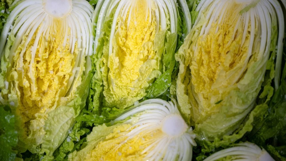 김장 배추 자료사진 / jgdanwoo-shutterstock.com