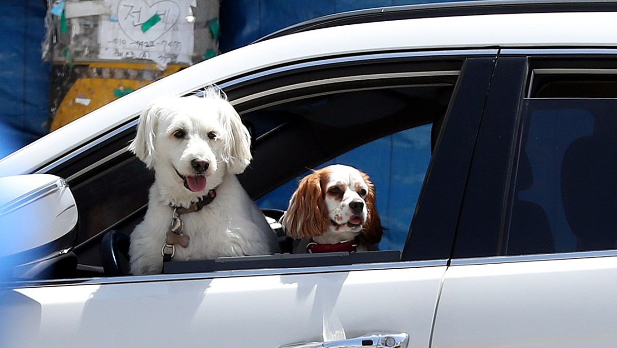 자동차에 탑승한 강아지들 / 연합뉴스