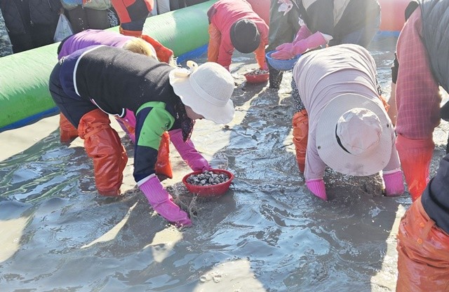 관광객들이 ‘황금꼬막'을 잡고 있다.