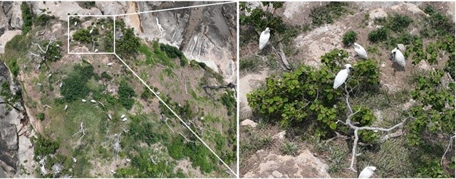 지난 6월초 순천시 별량면 무인도서에서 관찰된 저어새 번식지