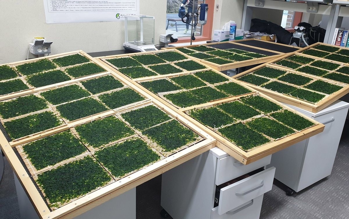 삼척 민물김의 모습. / 삼척시 제공