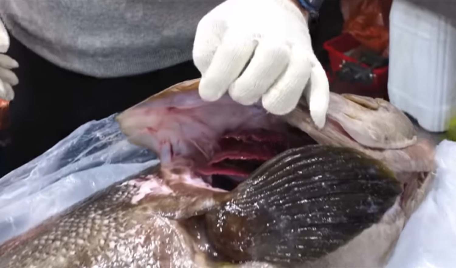 22kg짜리 대형 자바리 / '일타쿠마' 유튜브 채널