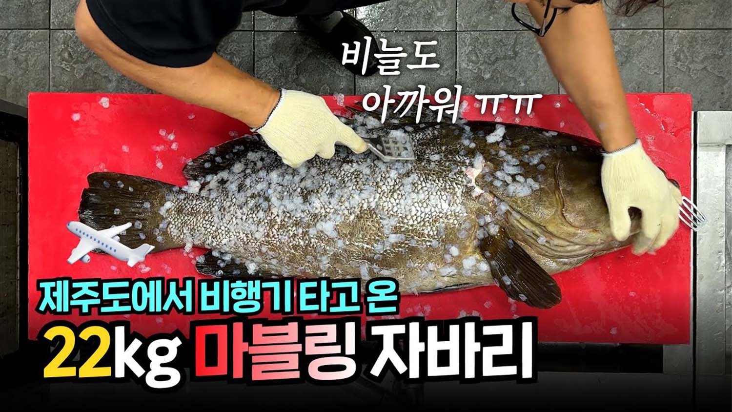 22kg짜리 대형 자바리 / '일타쿠마' 유튜브 채널