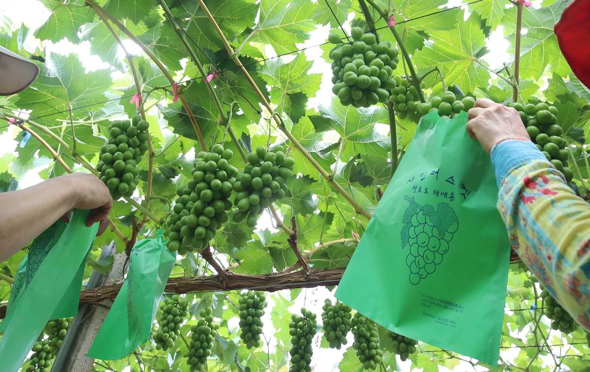 샤인머스캣. 자료 사진 / 뉴스1