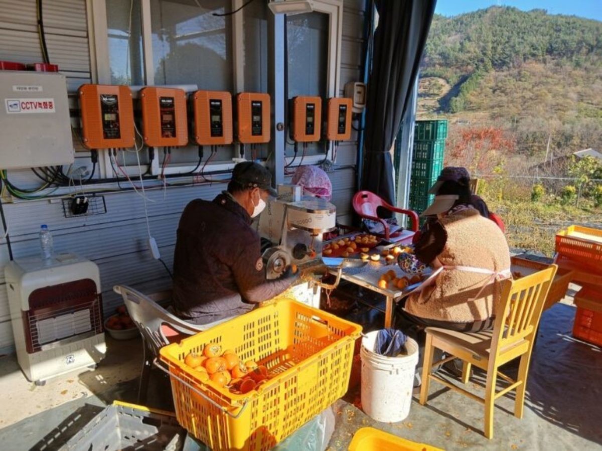 순천 꿀 곶감 생산 본격화. 자료사진. / 순천시 제공