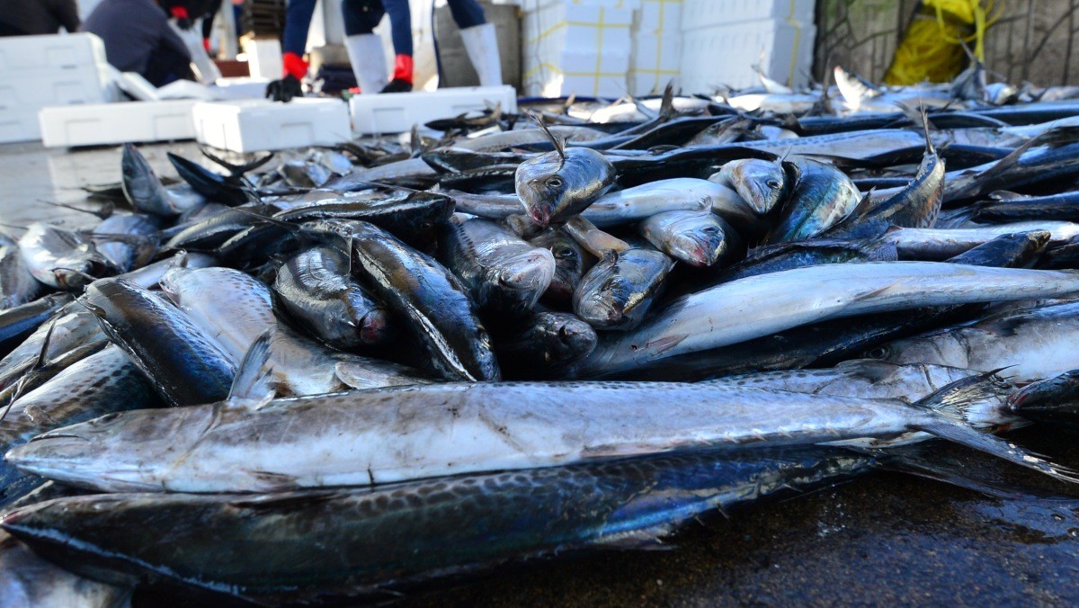 기사와 직접적으로 무관한 삼치 자료사진. / 뉴스1