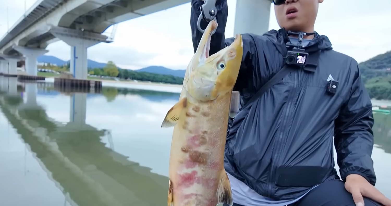섬진강 연어 / '동네낚시꾼' 유튜브 채널