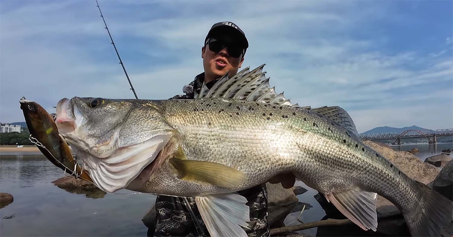 1m에 육박하는 크기를 자랑하는 대형 농어가 섬진강에서 잡혀 화제를 모으고 있다. / '동네낚시꾼' 유튜브 채널