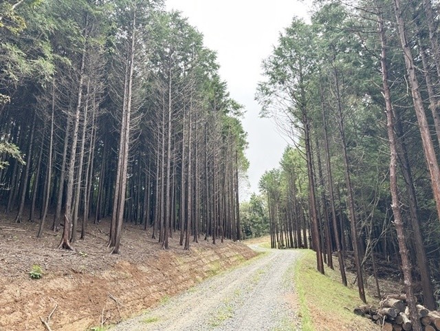 순천시 별량면에 조성된 금치대룡임도