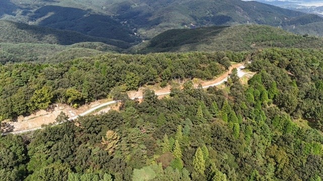 순천시 별량면에 조성된 금치대룡임도