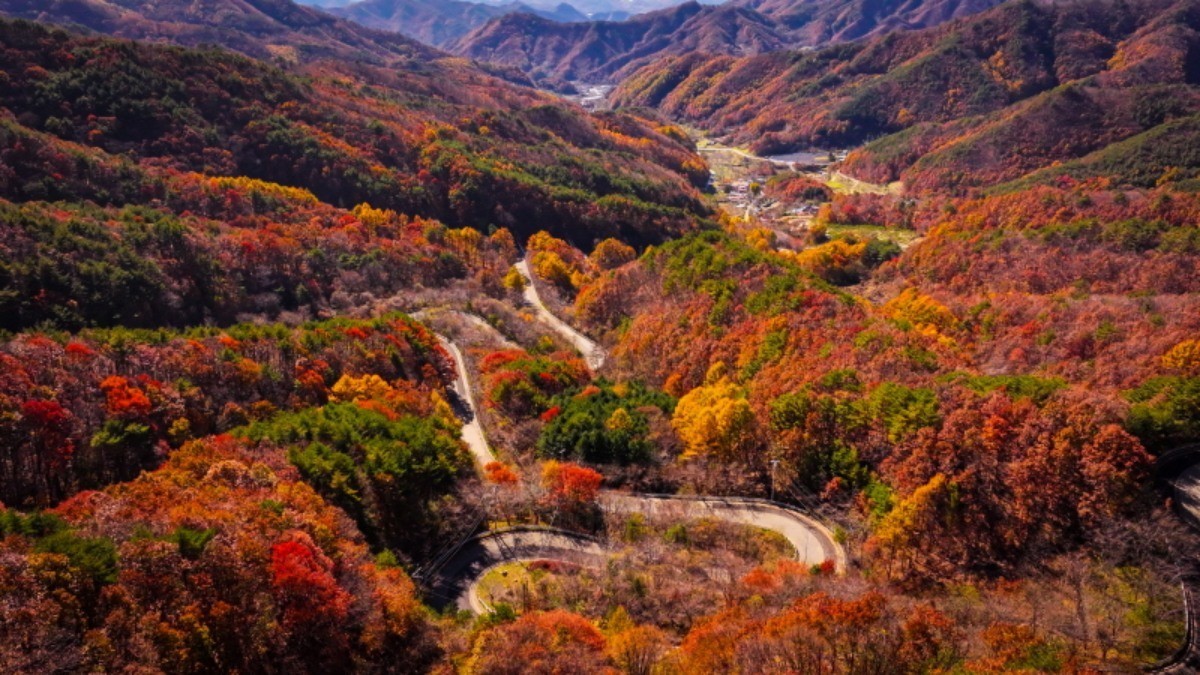 영동 도마령, 가을 정취로 물든 24 굽이 고갯길 / 영동군 제공