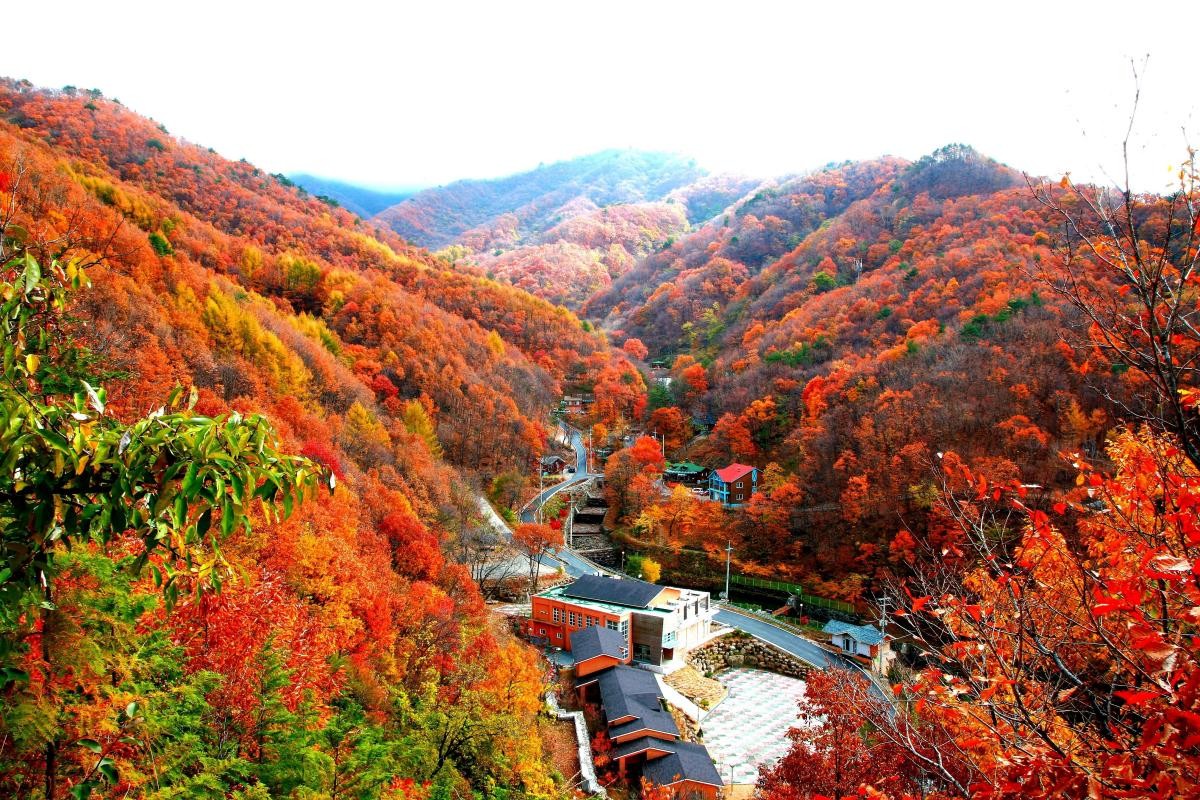 민주지산자연휴양림 / 민주지산자연휴양림 홈페이지 캡처