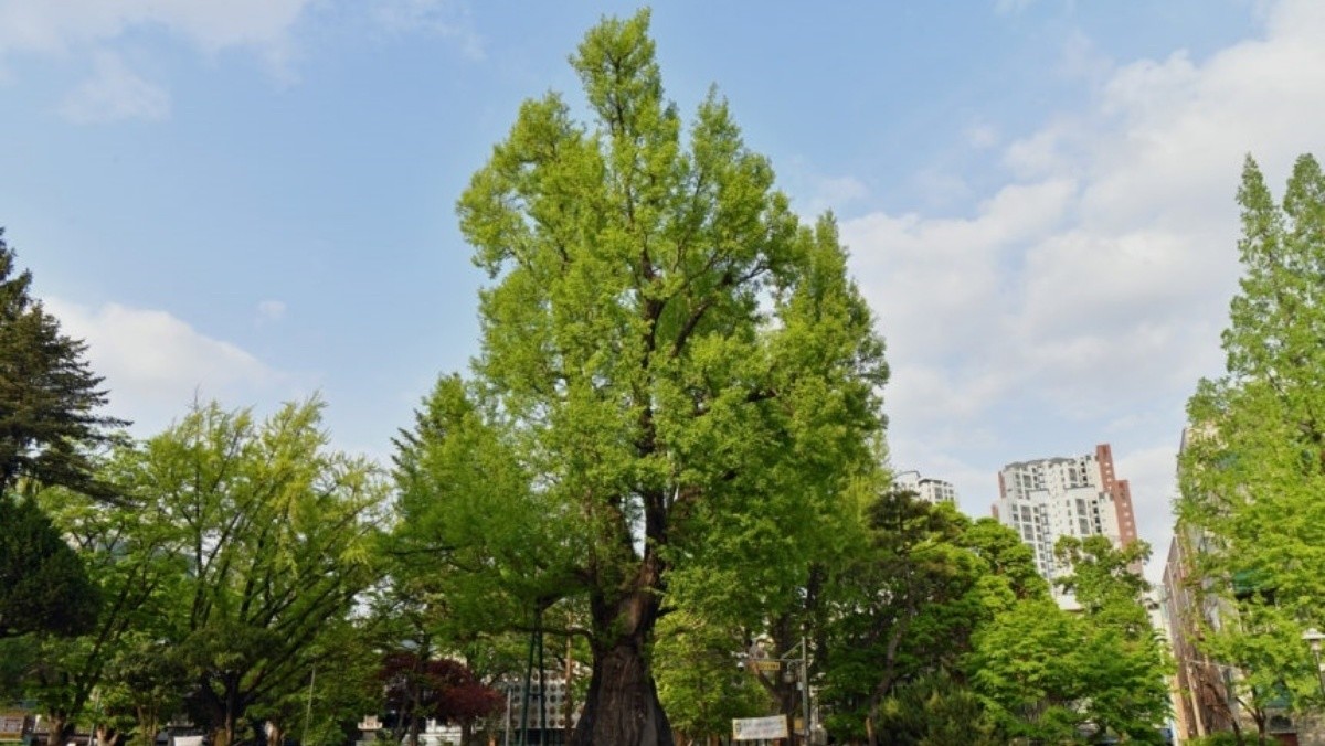 청주 압각수 / 청주시 제공, 연합뉴스