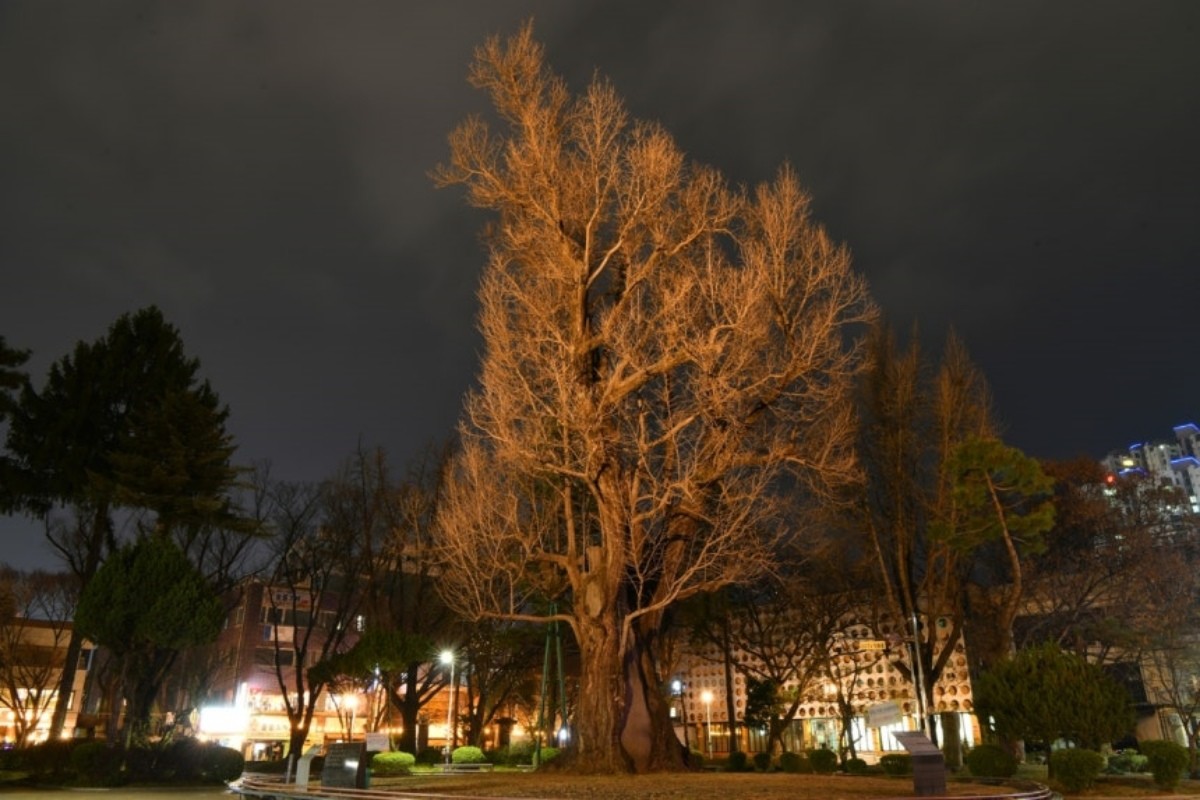청주 중앙공원 압각수 / 청주시 제공, 연합뉴스