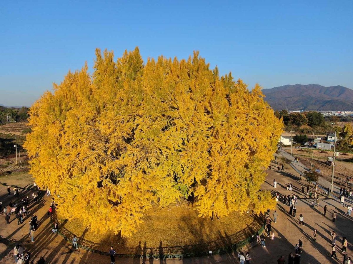 강원도 원주시 반계리에 있는 아파트 9층 높이의 은행나무. / 뉴스1