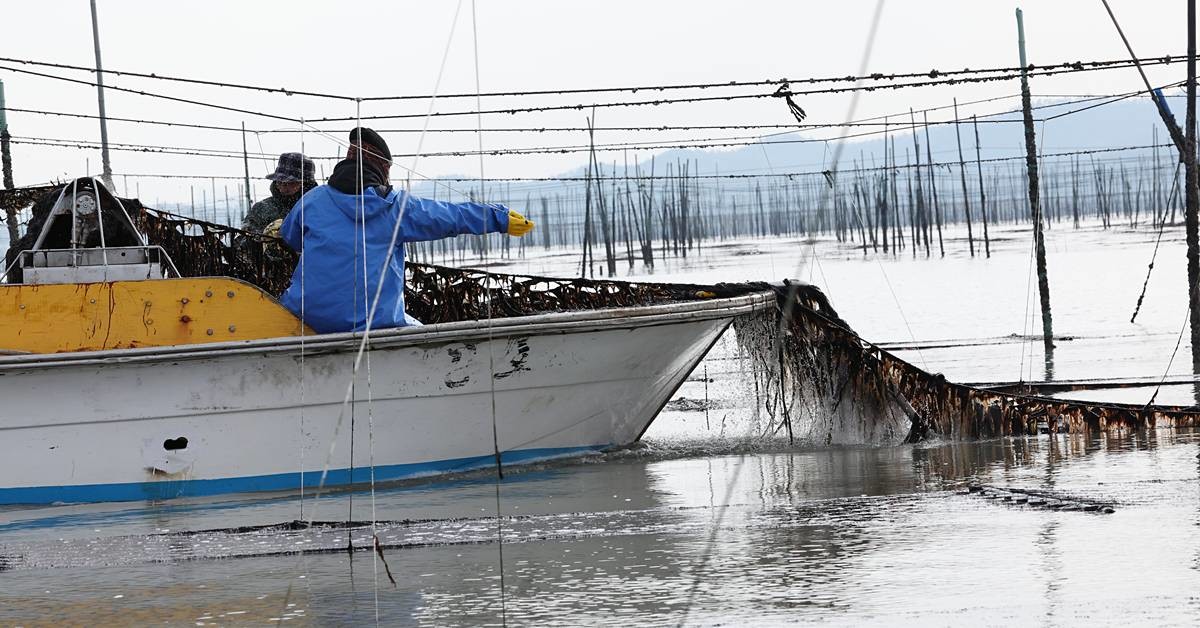 어민들이 김채취를 하고 있다 / 뉴스1
