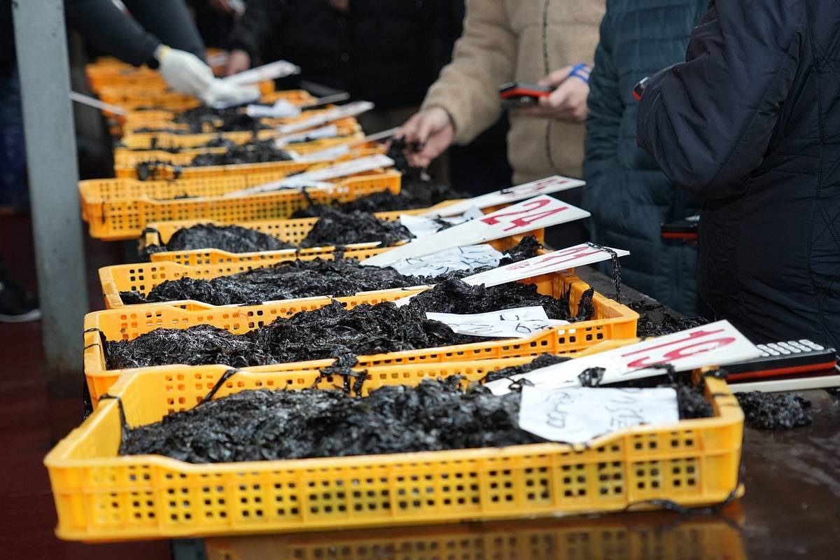 물김 수매. 자료 사진 / 서천군 제공, 연합뉴스