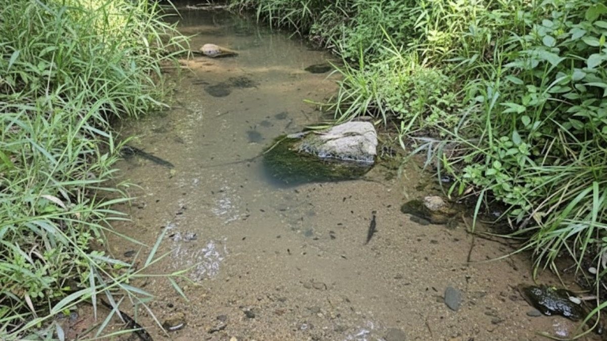 하천. AI가 생성한 자료사진. 기사 속 장소와 직접적인 연관이 없음을 알립니다.