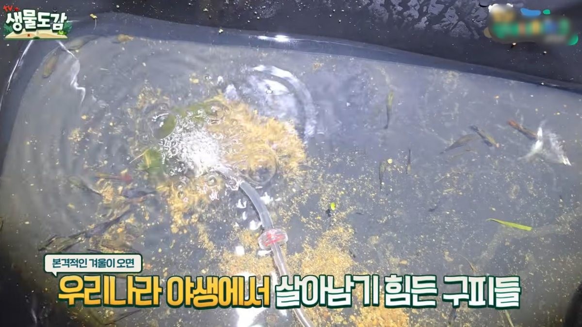 구출된 구피들. / 유튜브 'TV생물도감'