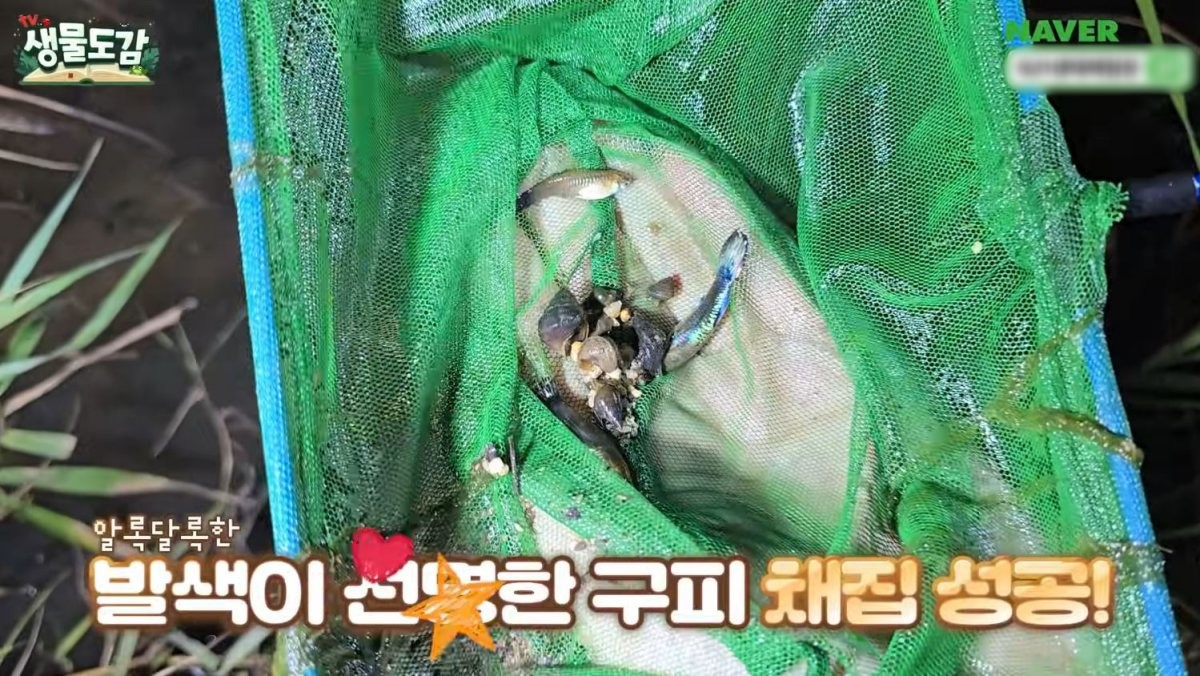 하천에서 발견된 선명한 발색의 구피. / 유튜브 'TV생물도감'